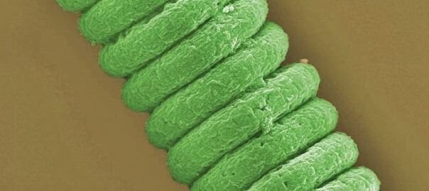 espirulina - CUBREPACK