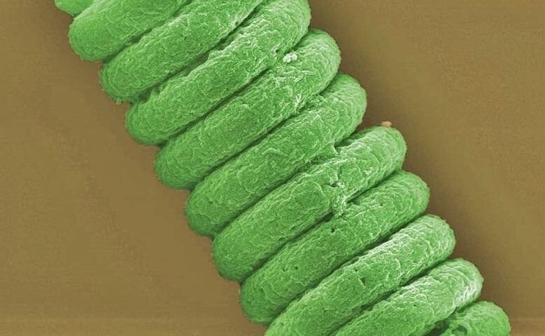 espirulina - CUBREPACK