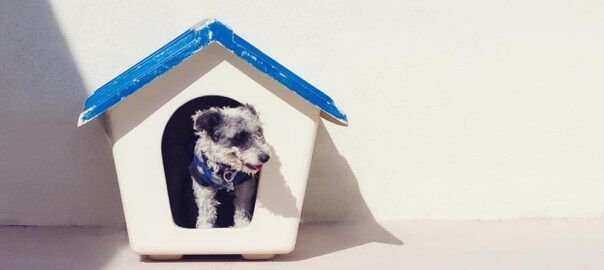 El impacto de la vida Pet Friendly en el sector inmobiliario - CUBREPACK